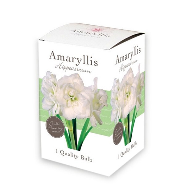 722.202 Amaryllis Gift Box - Amaryllis Double White4